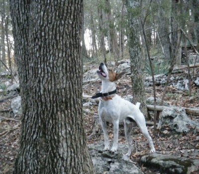 Feist, Rat Terrier,Teddy Roosevelt Terrier