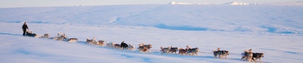 sledge dog, travois, Alaskan Malamute, weight pull, 