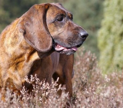 Hanoverian Scenthound, schweisshund,bloodtrailer, blood tracker