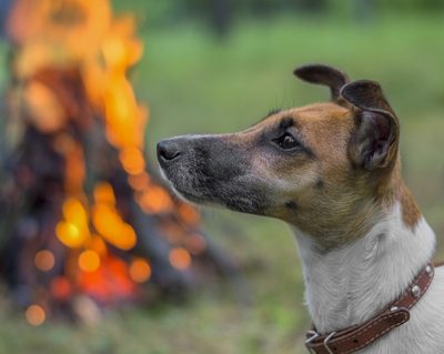 Terriers, Pug, fire, standard