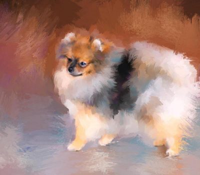 Pomeranian, Victorian Pomeranian, throwback Pomeranian, Queen Charlotte, Queen Victoria, size