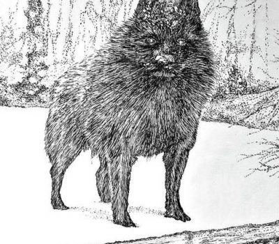 name, Schipperke, pronunciation,Felix Verbanck