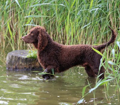 rocker,tail,American Water Spaniel