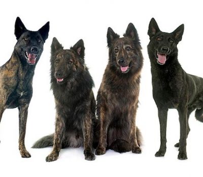 Langhaar Hollandse, Ruwhaar Hollandse, Korthaar Hollandse, Dutch Shepherd