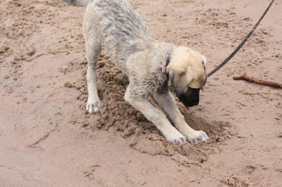 Kangal, Karabash, Turkish Kangal dog,digging