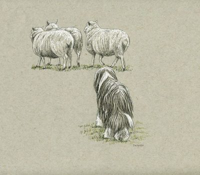 Bearded Collie, New Zealand Huntaway, huntaway, herding style