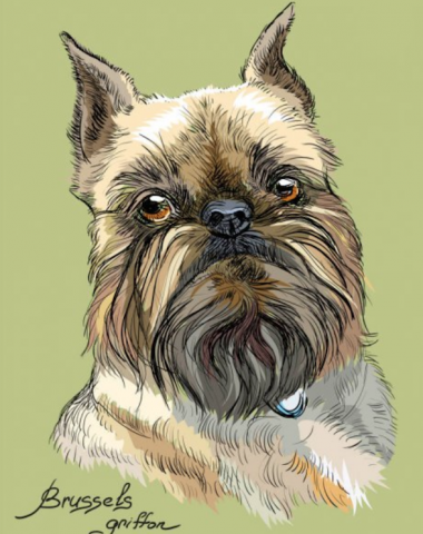 Brussels Griffon, underline, grooming, carding, hand stripping