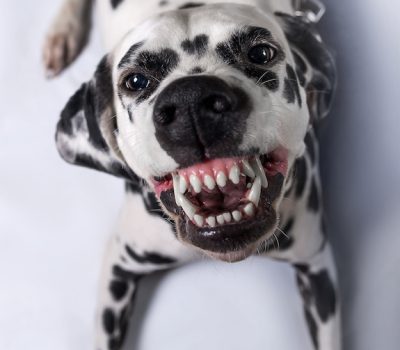 Dalmatian,Smarl, Road Dog, Dalmatian smile