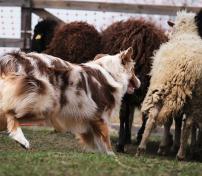 Australian Shepherd,New Mexico Shepherd, history, Pastor Dog, Bob-tail, Spanish Shepherd