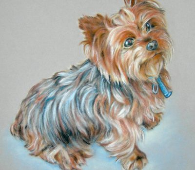 Silky Terrier, Australian Silky Terrier,Victorian Silky Terrier, Sydney Silky Terrier