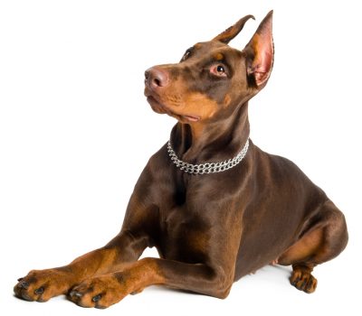 expression, look of eagles, Doberman Pinscher