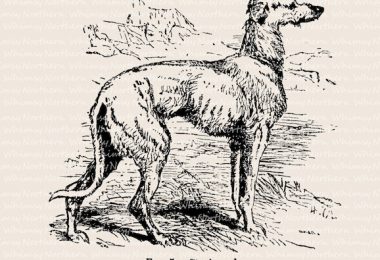 General George Custer, Staghound,Greyhound, Deerhound