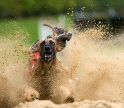 afghan hound, racing,Afghan Hound, racing,Afghanischer Windhund, African Hound, Balkh Hound, Baluchi Hound, Barutzy Hound, Eastern Greyhound, Galanday Hound, Kabul Hound, Kuchi Hound, Levrier Afghan, Ogar Afghan, Shalgar Hound,Tazi