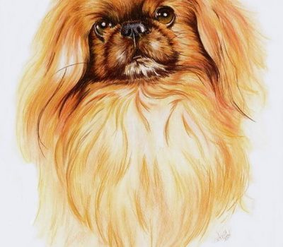 Pekingese, Beatrice H Godsol, Nigel Aubrey Jones, head