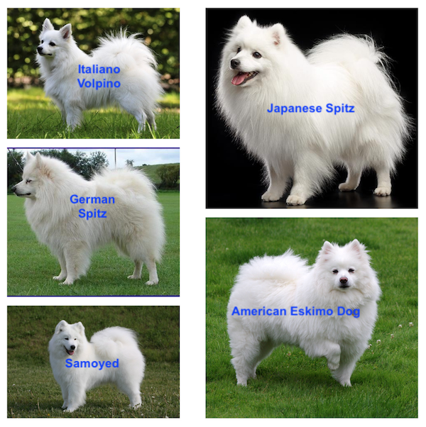 Can You Name These White Spitz Breeds