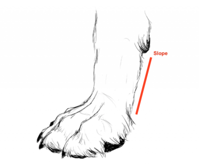 feet, Pastern, Slope