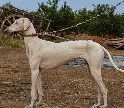 Mudhol Hound, Maratha Hound, Pashmi Hound, Kathewar Dog,Indo-Tibetan Border Police, Sashastra Seema Bal,Sashastra Seema Bal