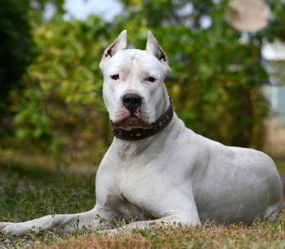 Dogo Argentino,Agustín Martinez,Dr. Antonio Nores Martínez,Dr. Raul Zeballos,White King of the Pampas