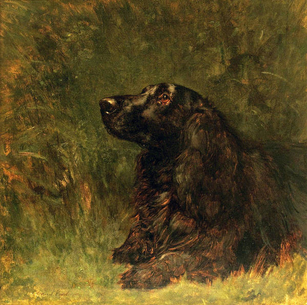 Field Spaniel,Sir Frances Burdett,Phineas Bullock