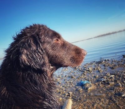 Flat-Coated Retriever, active eyebrow, eyes, head