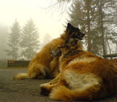 Old German herding dog,Westerwälder Cow Dog,Society for the Preservation of Old and Endangered Pet Breeds,The Society for the Conservation of Old and Endangered Livestock Breeds,German Shepherd Dog