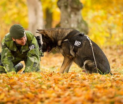 German Shepherd Dog,Swedish Armed Forces, military dog, 