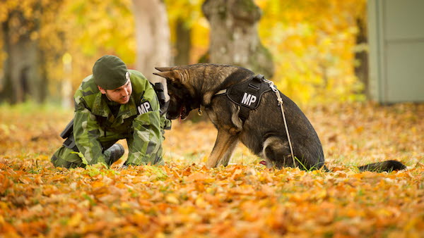 German Shepherd Dog,Swedish Armed Forces, military dog, 