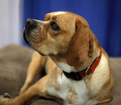 Portuguese Pointer, Perdigueiro Português