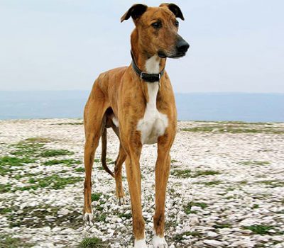 Banjara Hound, Banjara Greyhound, Vanjari Hound, Sri Krishna,