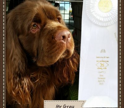 Sussex Spaniel, languishing, frown, breed standard