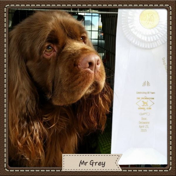 Sussex Spaniel, languishing, frown, breed standard
