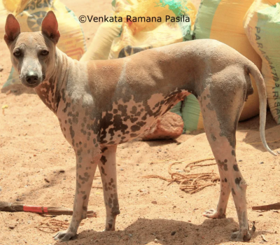 Jonangi,Jagilam, Kolleti Jagilam,Indian Duck Herding Dog, yodeling,S. Theodore Baskaran