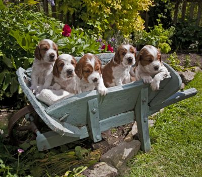 Welsh Springer Spaniel, Llanharan-bred, Llanharan spot, starter, Welsh Spaniel,Welsh Cocker,Colonel Blandy-Jenkins,Ch Corrin