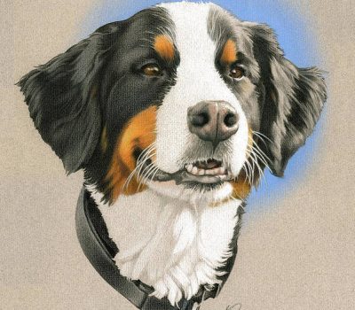 Bernese Mountain Dog, ears, ear set, sparring, Seiger show