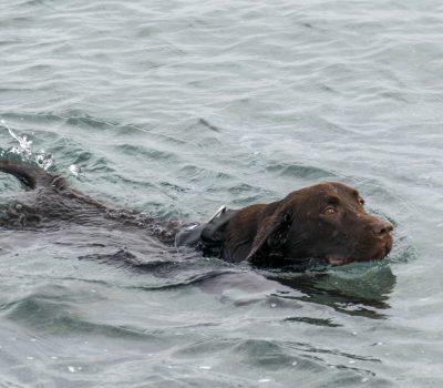 Chesapeake Bay Retriever, field trials, pass shooting, Golden Retriever, Labrador Retriever