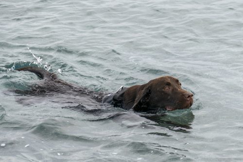 Chesapeake Bay Retriever, field trials, pass shooting, Golden Retriever, Labrador Retriever