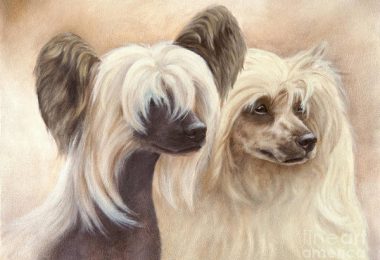 Chinese Crested Hairless, coat, powderpuff, grooming