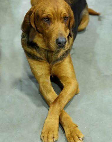  Ogar Polski, Polish Hound,Ogar Polski, Polish Scenthound, Gończy Polski,Colonel Josef Pawuslewizc,Colonel Kartawik