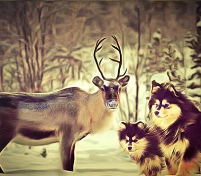 Lapponian Herder, Swedish Lapphund, Lapinporokoira,Finnish Lapphund,Suomenlapinkoira