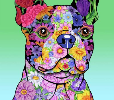 Boston Terrier,Boston Bulldog,Toy Bulldog, American Terrier, round-headed bull terrier,bullethead,