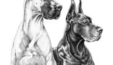 Great Dane, Dogue allemand, German Mastiff, Great Danish Dog, Alano, Heinrich Bodinus,german boarhound