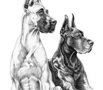 Great Dane, Dogue allemand, German Mastiff, Great Danish Dog, Alano, Heinrich Bodinus,german boarhound