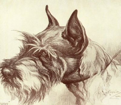 Standard Schnauzer,kinderwachter