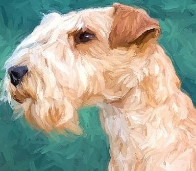 Lakeland Terrier