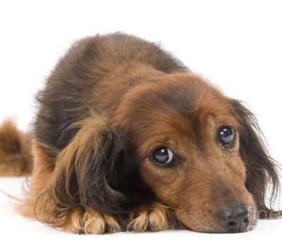 Dachshund, coat, mops, terms, 