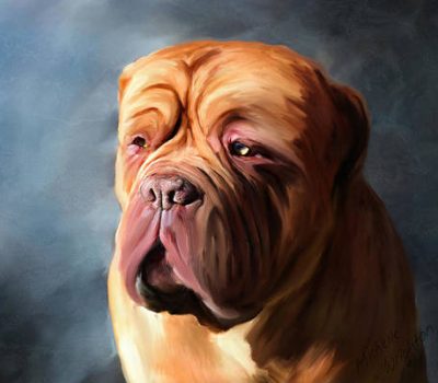 Dogue de Bordeaux, dog show, Magentas, history