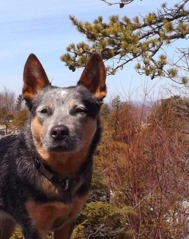 Australian Cattle Dog, TV,Alli,