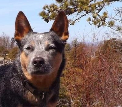 Australian Cattle Dog, TV,Alli,