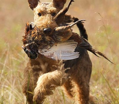 Airedale Terrier, hunting