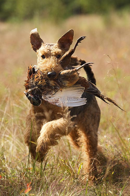 Airedale Terrier, hunting